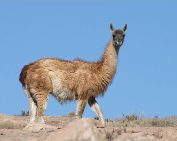 Lama guanicoe