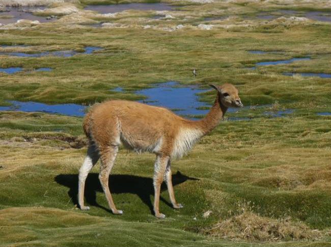 Lama guanicoe