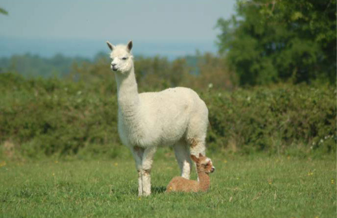 Lama pacos
