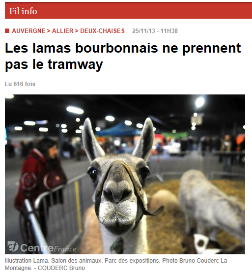  Les lamas bourbonnais ne prennent pas le tramway